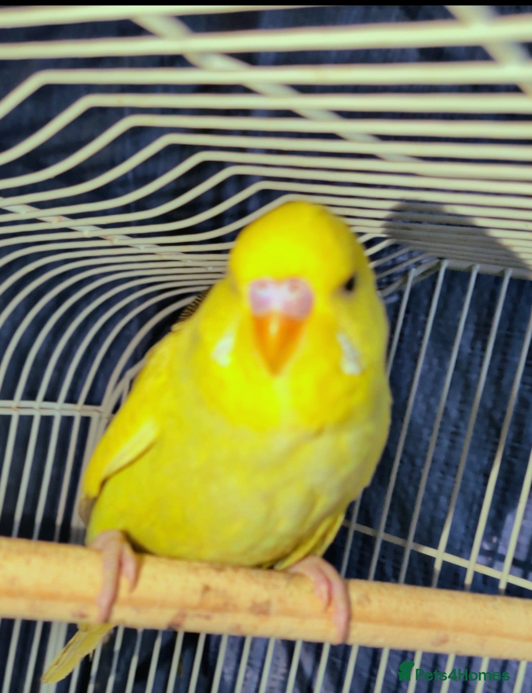 Budgerigars birds Young budgies for sale - Advert 1