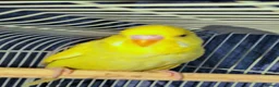 Budgerigars birds for sale: Young budgies for sale in Falkirk - Advert 1