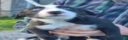 Mixed Breed dogs for sale: Border x Beardie Collies - Advert 18