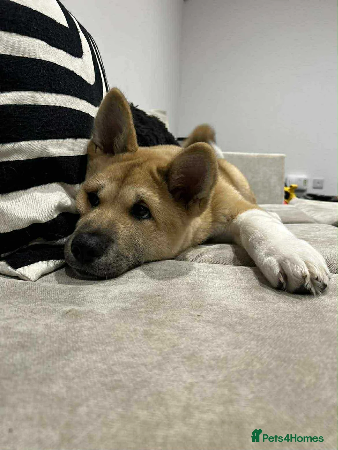 Akita dogs for sale: American Akita Kuba  - Advert 2