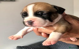Mixed Breed dogs for sale: American bulldogs  - Image 16