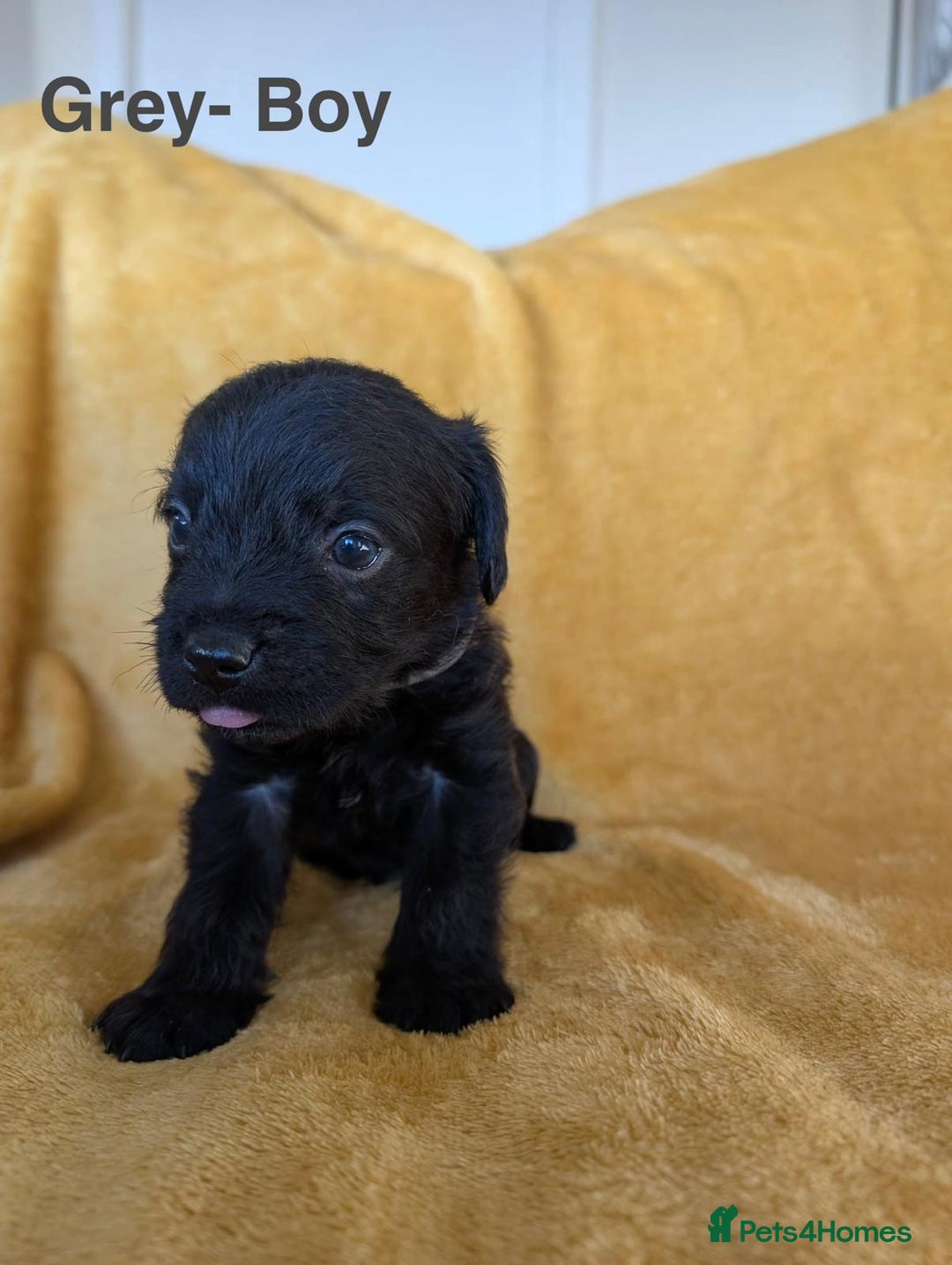 Mixed Breed dogs for sale: Beautiful Border terrier/Patterdale terrier pups - Advert 4