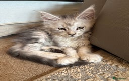 Maine Coon cats for sale: BEAUTIFUL PURE BREED MAINE COON KITTENS  - Image 4
