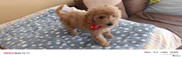 Miniature Poodle dogs for sale: Mini Poodle - Advert 3