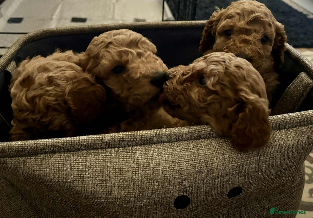 Cockapoo dogs for sale: F1 cockapoo  - Advert 15