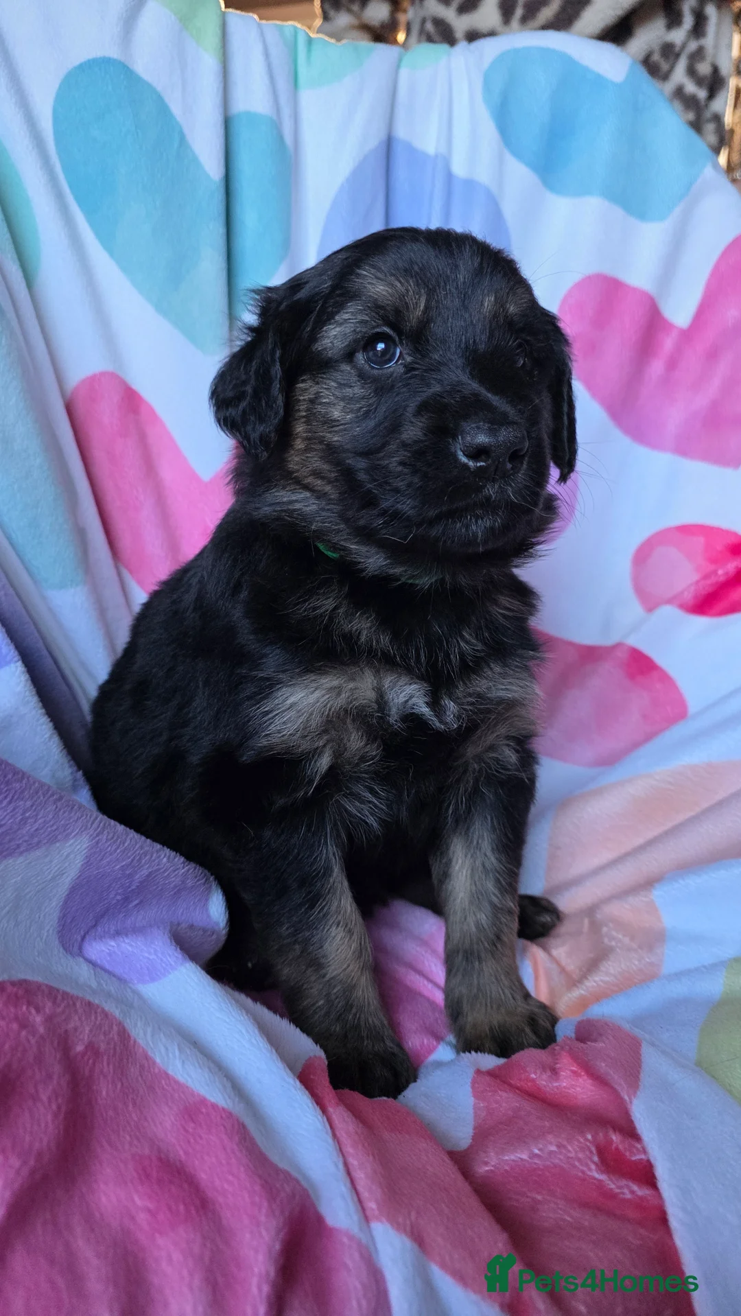 Mixed Breed dogs for sale: Golden shepherds - Advert 26