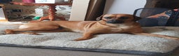 Rhodesian Ridgeback dogs for sale: Rhodesian Ridgeback Puppies - Advert 1