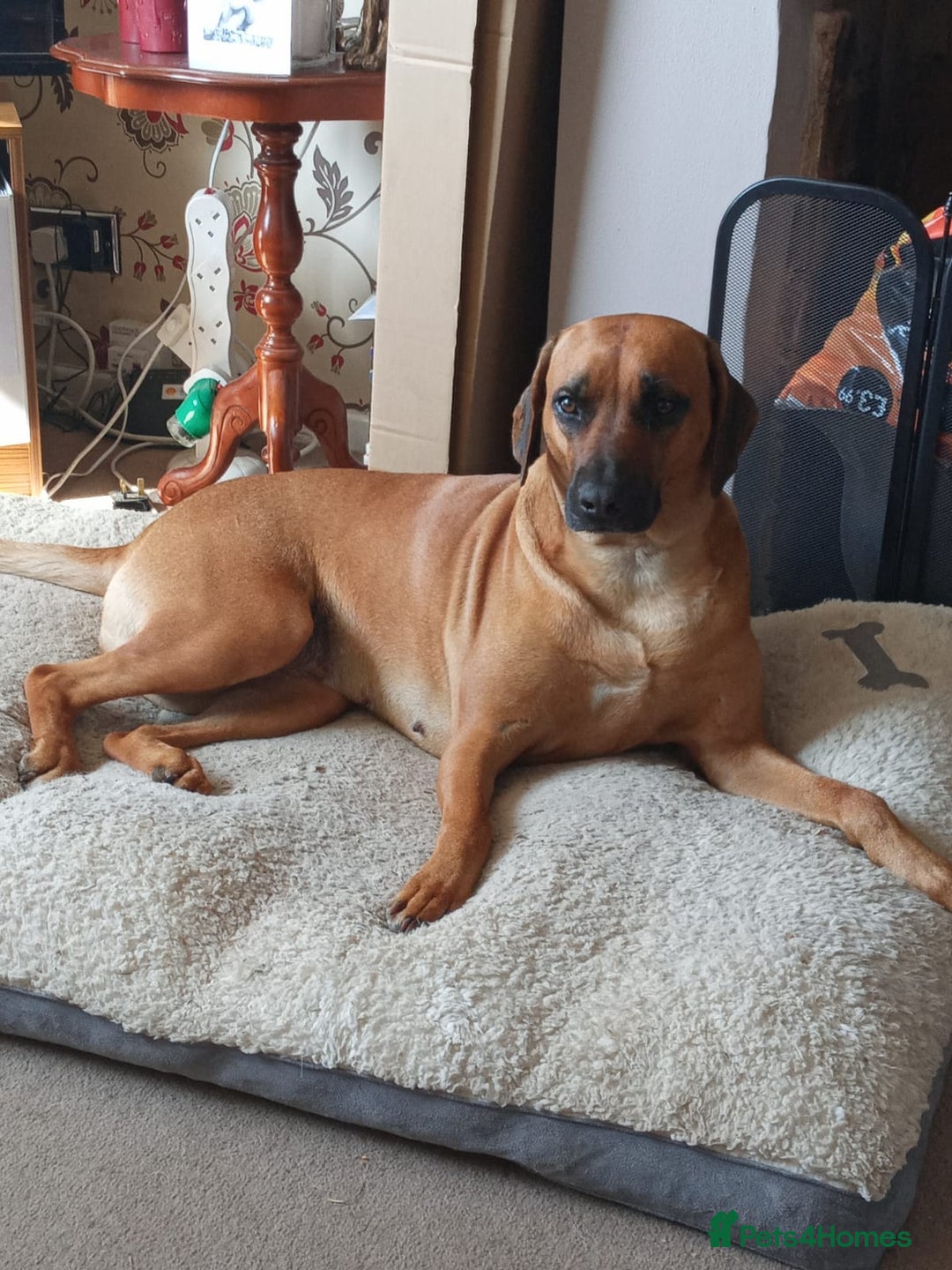 Rhodesian Ridgeback dogs for sale: Rhodesian Ridgeback Puppies - Advert 1