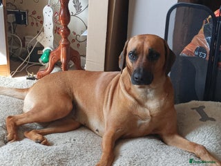 Rhodesian Ridgeback dogs Rhodesian Ridgeback Puppies - Advert 12