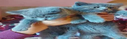 British Shorthair cats for sale: Variety of colours kittens Bradford  - Advert 12