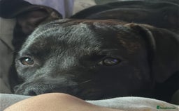Staffordshire Bull Terrier dogs for sale: Staffy male  - Image 2