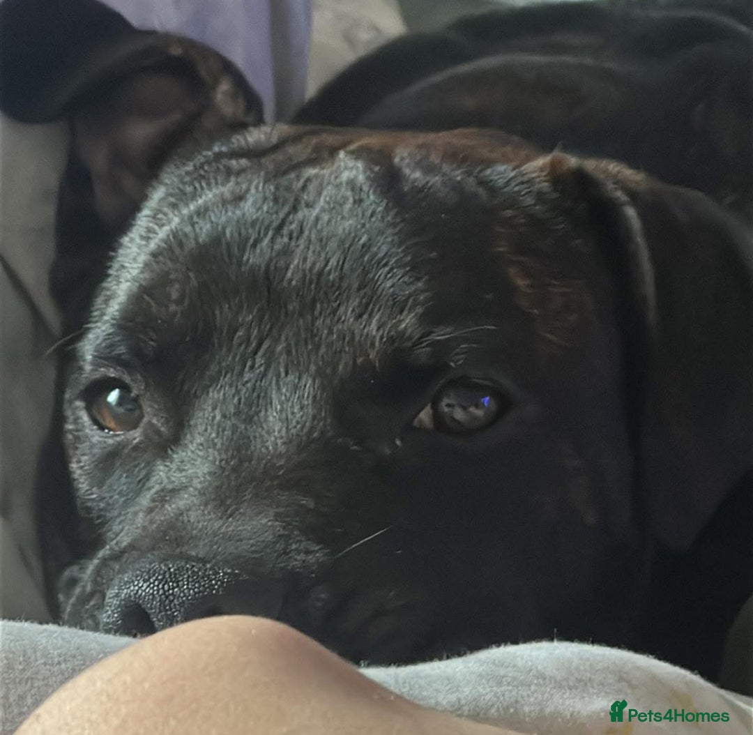 Staffordshire Bull Terrier dogs for sale: Staffy male  - Image 2