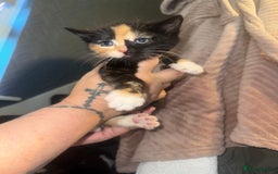 Mixed Breed cats for sale: Kittens for sale - Image 1