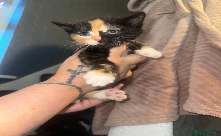 Mixed Breed cats for sale - Advert 2