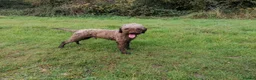 Lagotto Romagnolo dogs for stud: Kennel club registered Lagotto Romagnolo for STUD - Advert 2