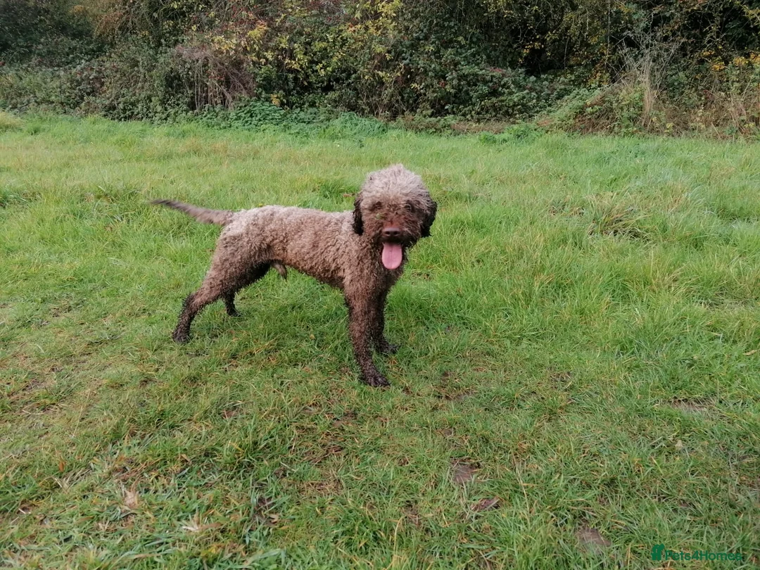 Lagotto Romagnolo dogs for stud: Kennel club registered Lagotto Romagnolo for STUD - Advert 2