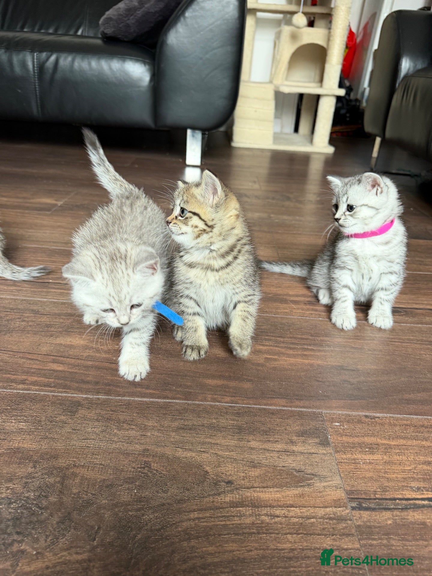 Mixed Breed cats READY TO LEAVE: BSH × Siberian Kittens🤍 - Advert 10