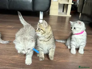 Mixed Breed cats READY TO LEAVE: BSH × Siberian Kittens🤍 - Advert 1