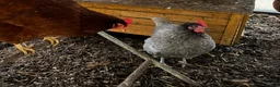 Chickens poultry for sale: Beautiful Point of Lay Chickens & more ‼️READY NOW - Advert 12