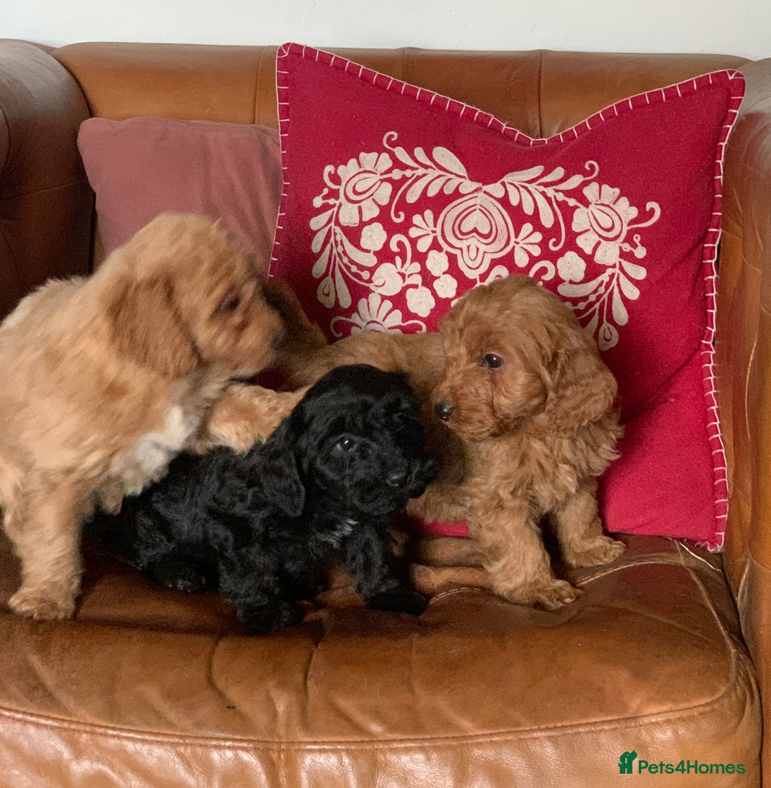 Cockapoo dogs for sale: Small Curly Cockapoo Puppies For Sale - Advert 14