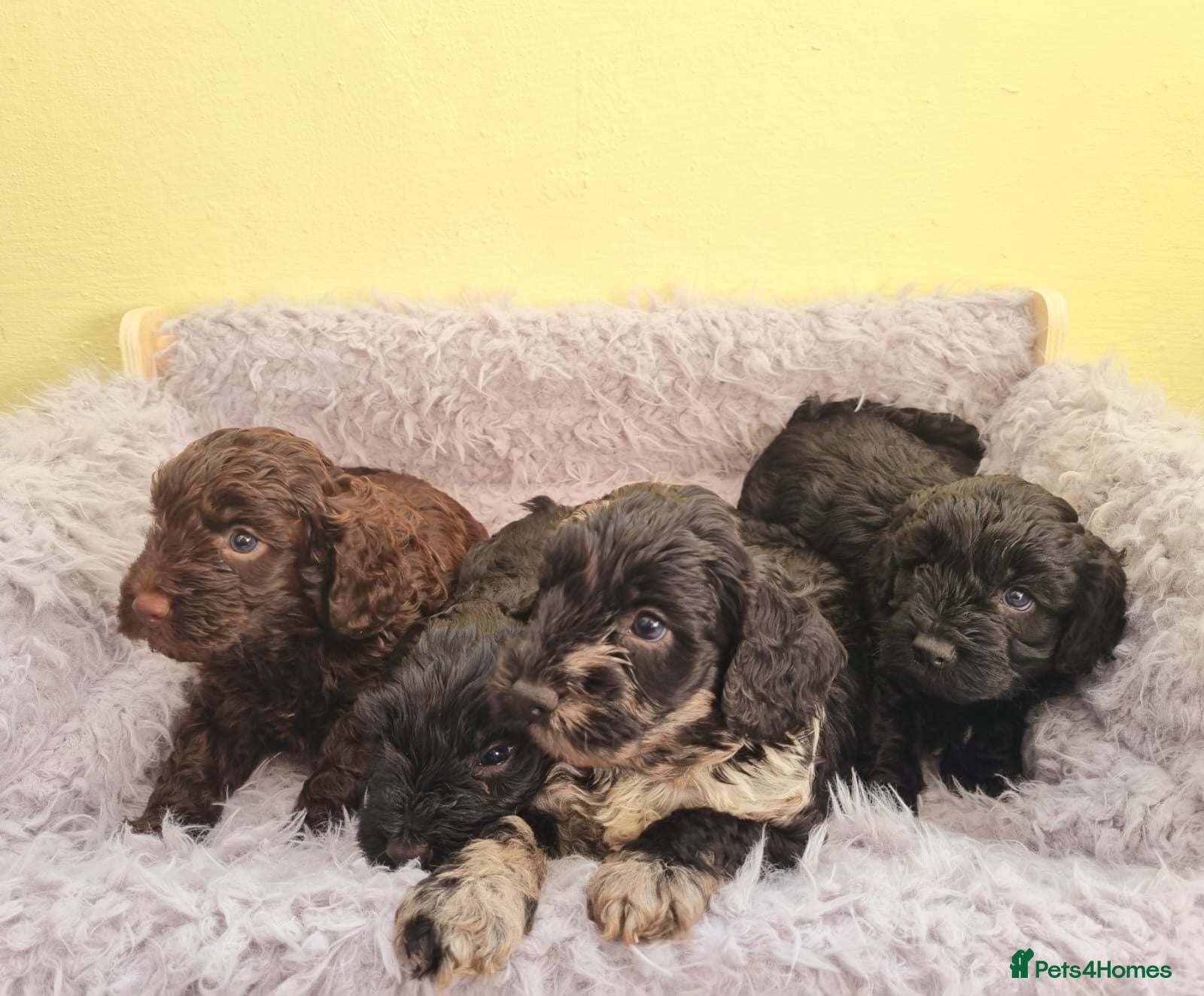 Cockapoo dogs Cockapoo puppies - Advert 1