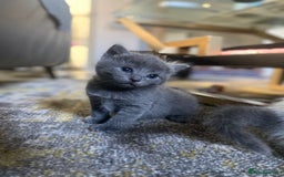 RagaMuffin cats for sale: 🐾 **Charming Ragdoll-Kittens for Adoption!** 🐾 - Image 10