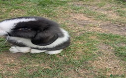 Mini Lop rabbits for sale: Mini lop babies  - Image 7