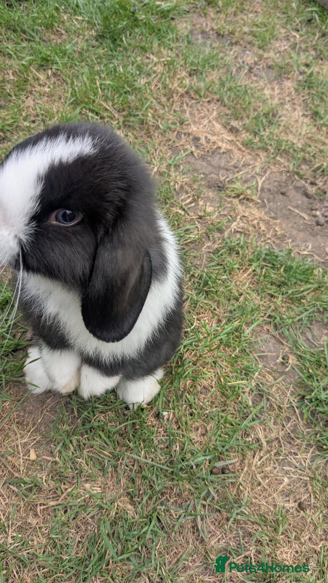 Mini Lop rabbits for sale: Mini lop babies  - Image 7