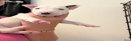 English Bull Terrier dogs for sale: Stunning English Bull Terrier pups. - Advert 20