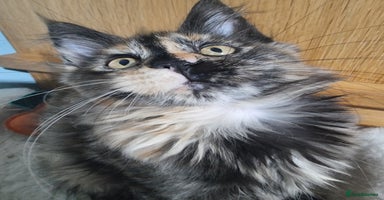 Maine Coon cats - Advert 13