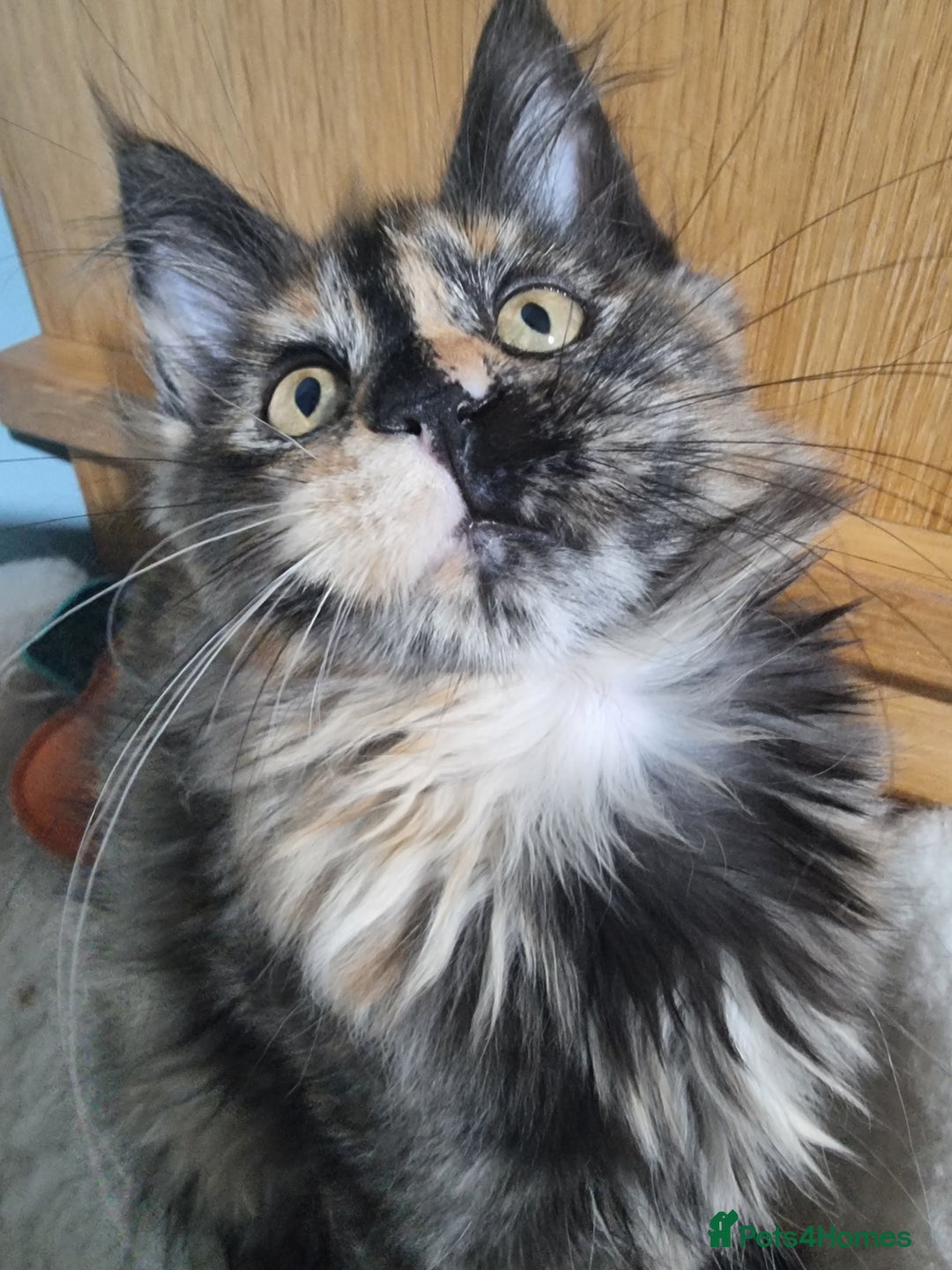 Maine Coon cats for sale: Pedigree GCCF Registered Maincoon Kittens - Image 2