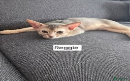 Abyssinian cats for sale: Abyssinian kittens for sale ! Just one boy left - Image 13
