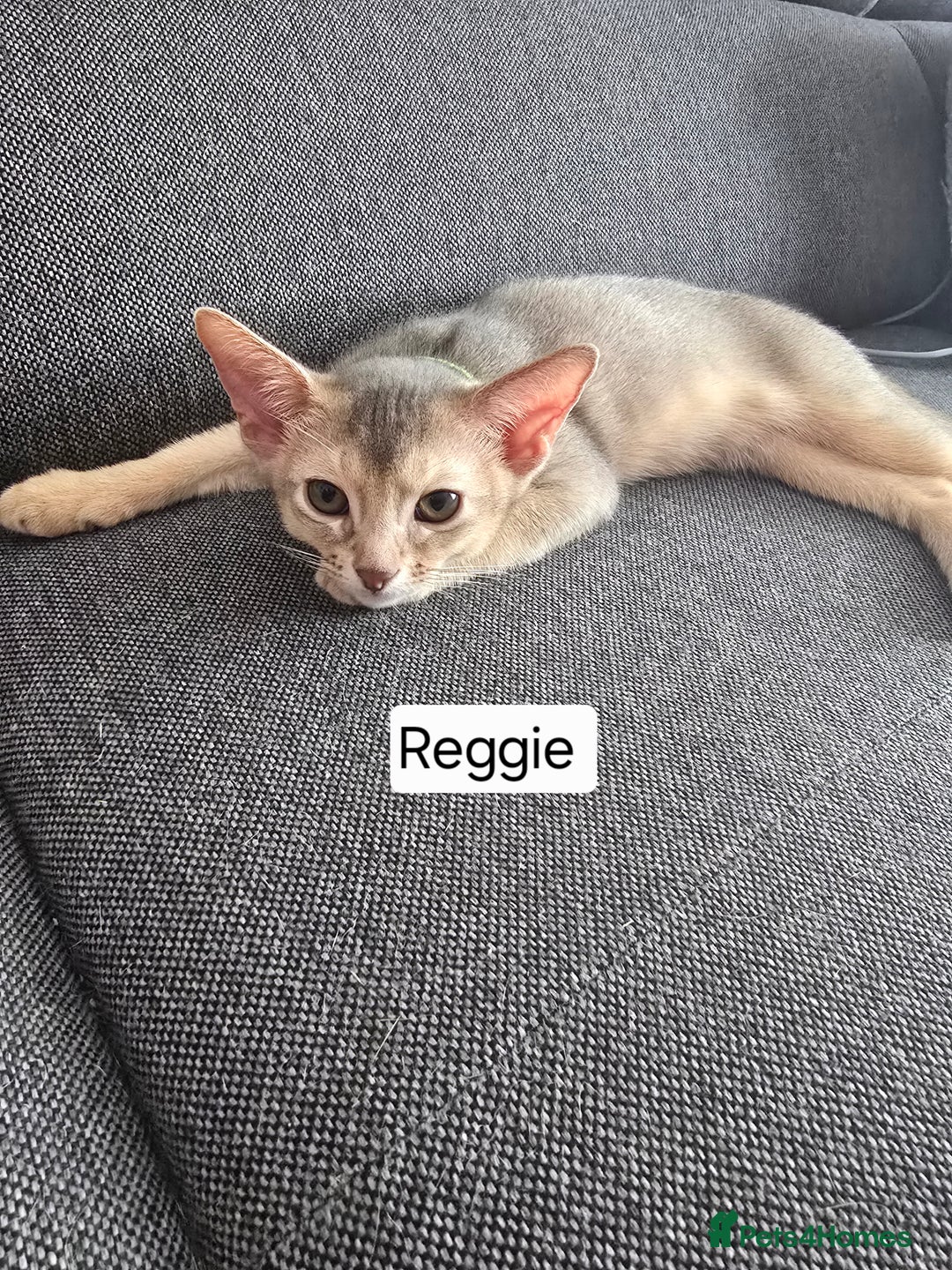 Abyssinian cats for sale: Abyssinian kittens for sale ! Just one boy left - Image 13