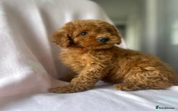 Miniature Poodle dogs for sale: Small size beautiful perfect poodle babys - Image 8