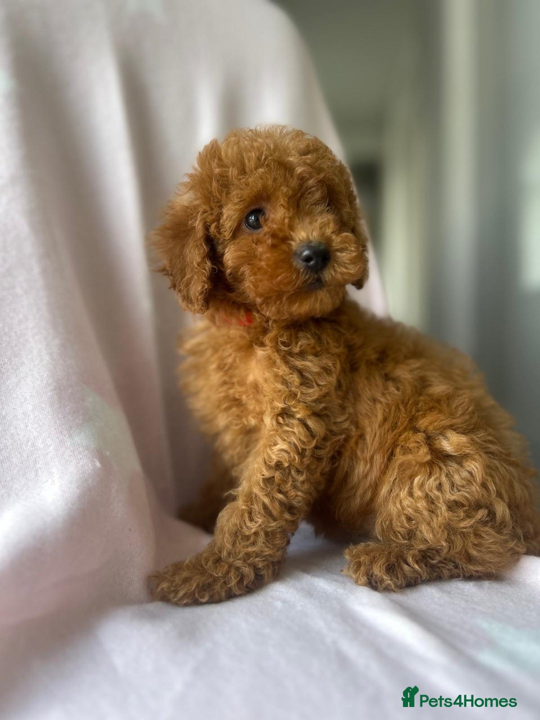 Miniature Poodle dogs for sale: Small size beautiful perfect poodle babys - Image 8