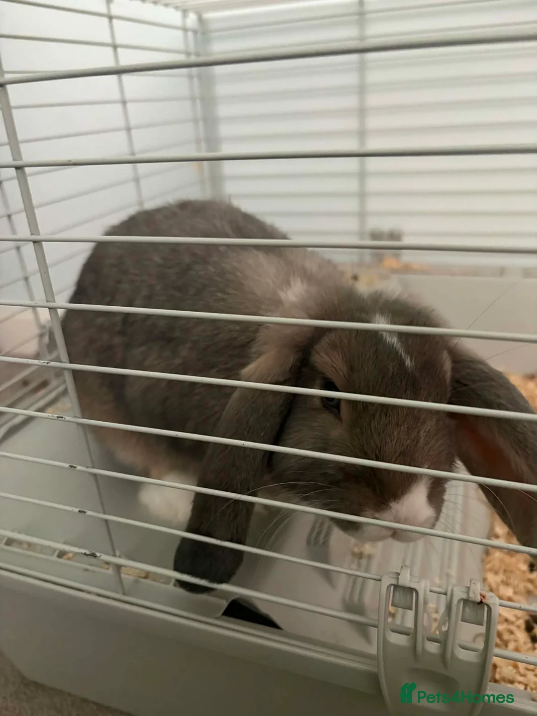 Mini Lop rabbits for sale: Mini lop please read description first - Advert 2