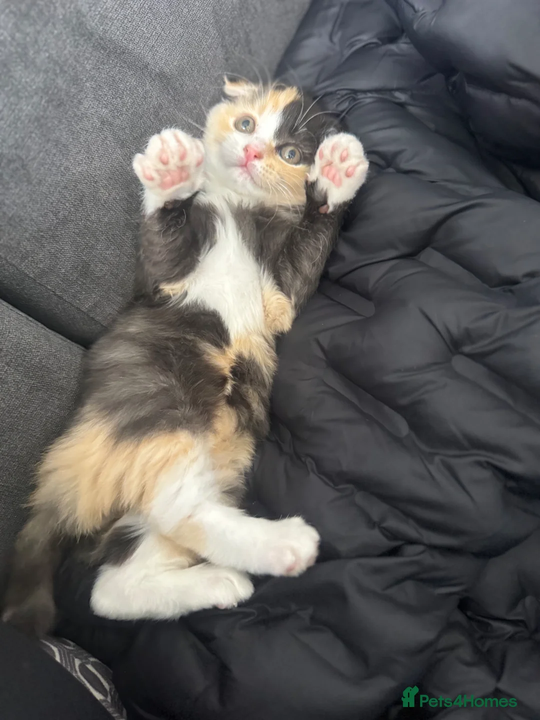 Scottish Fold cats for sale: Scottish fold mixed colour  in London - Advert 8