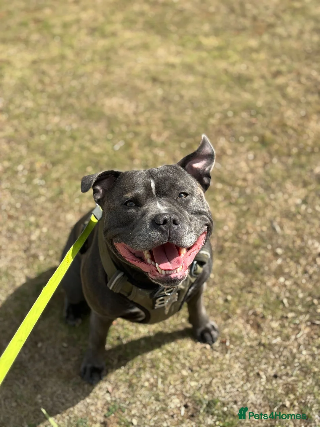 Staffordshire Bull Terrier dogs for stud: BLUE Staffy boy is ready for stud  - Advert 2