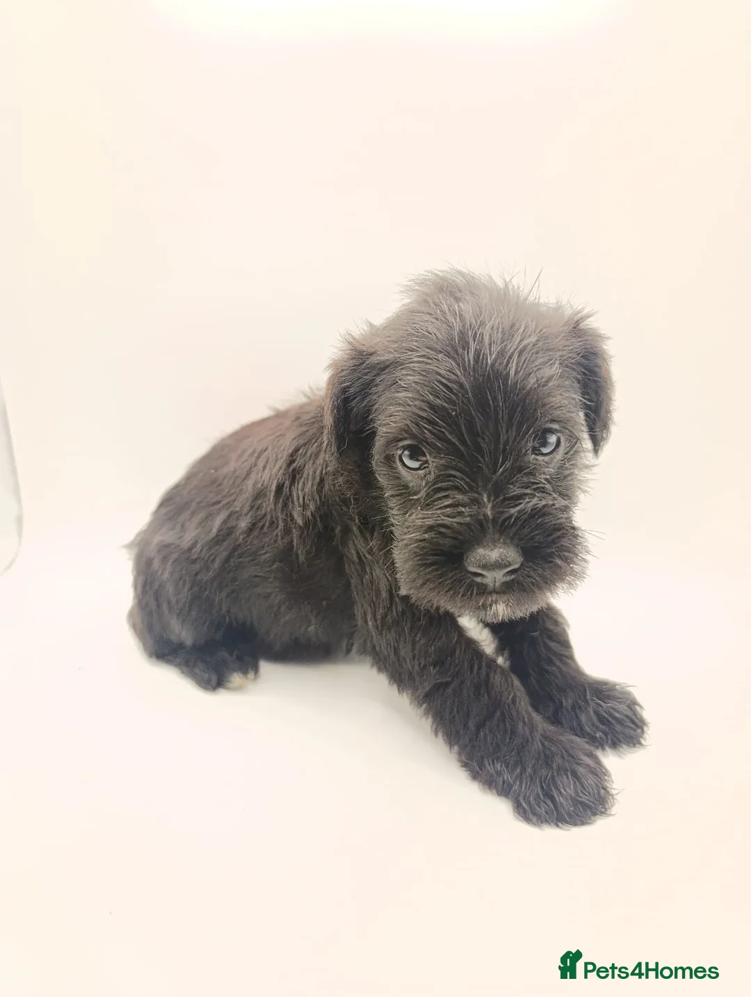 Miniature Schnauzer dogs for sale: Kc reg miniature schnauzers pups available  - Advert 9