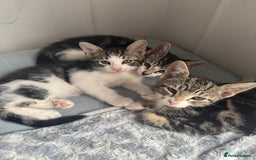 Mixed Breed cats for sale: Stunning tabby kittens  - Image 11