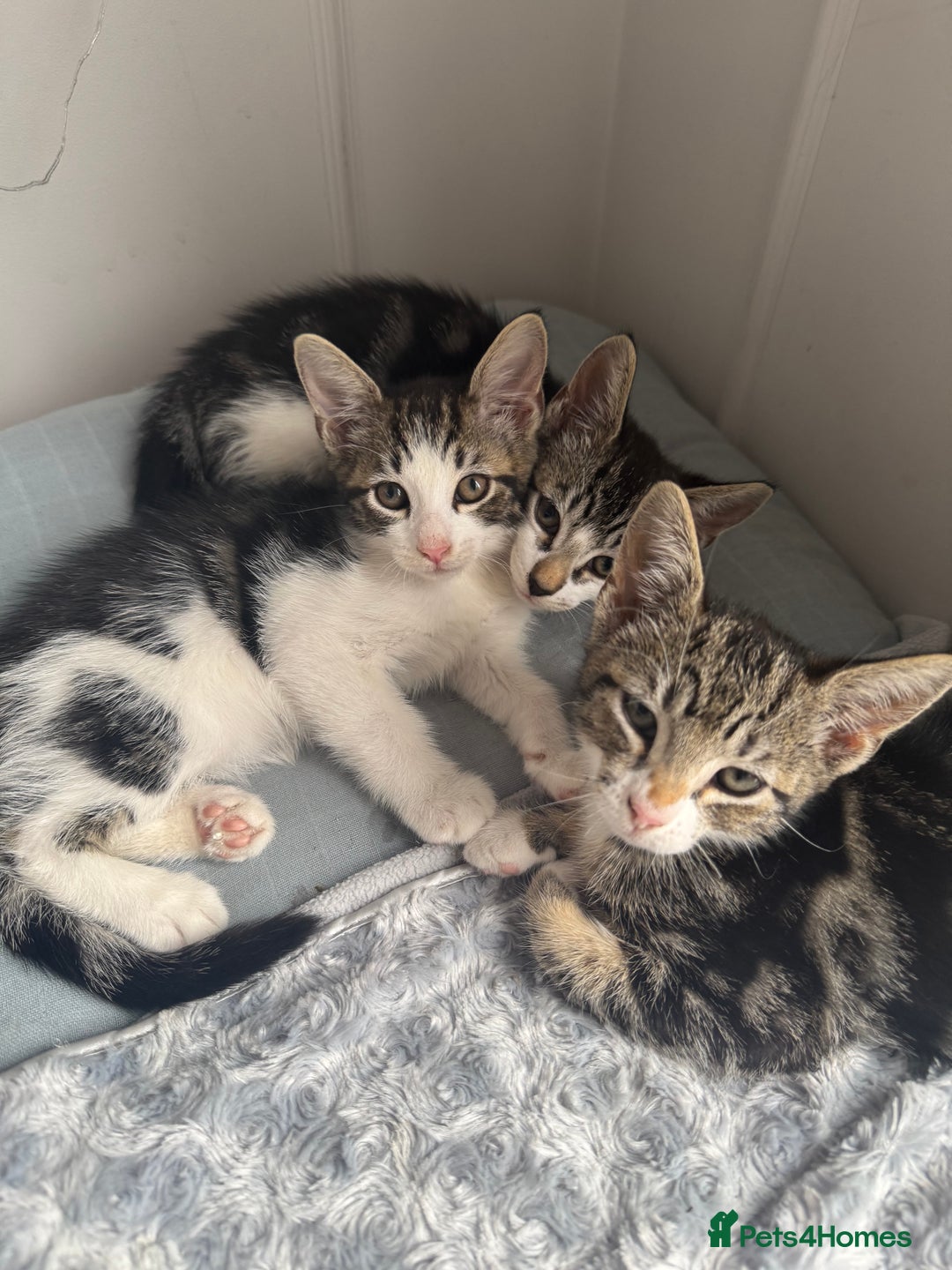 Mixed Breed cats for sale: Stunning tabby kittens  - Image 11