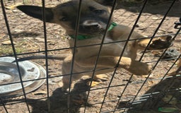 Belgian Shepherd Dog dogs for sale: Dutch Herder X Belgian Malinois pups for sale - Image 3