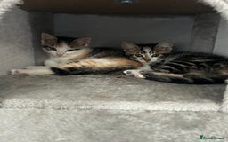 Mixed Breed cats for sale: FREE 2 female kittens  - Image 2