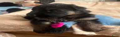 Purple Collar Girl