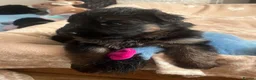 German Shepherd dogs for sale: Stunning GSD puppies for sale  - Advert 5