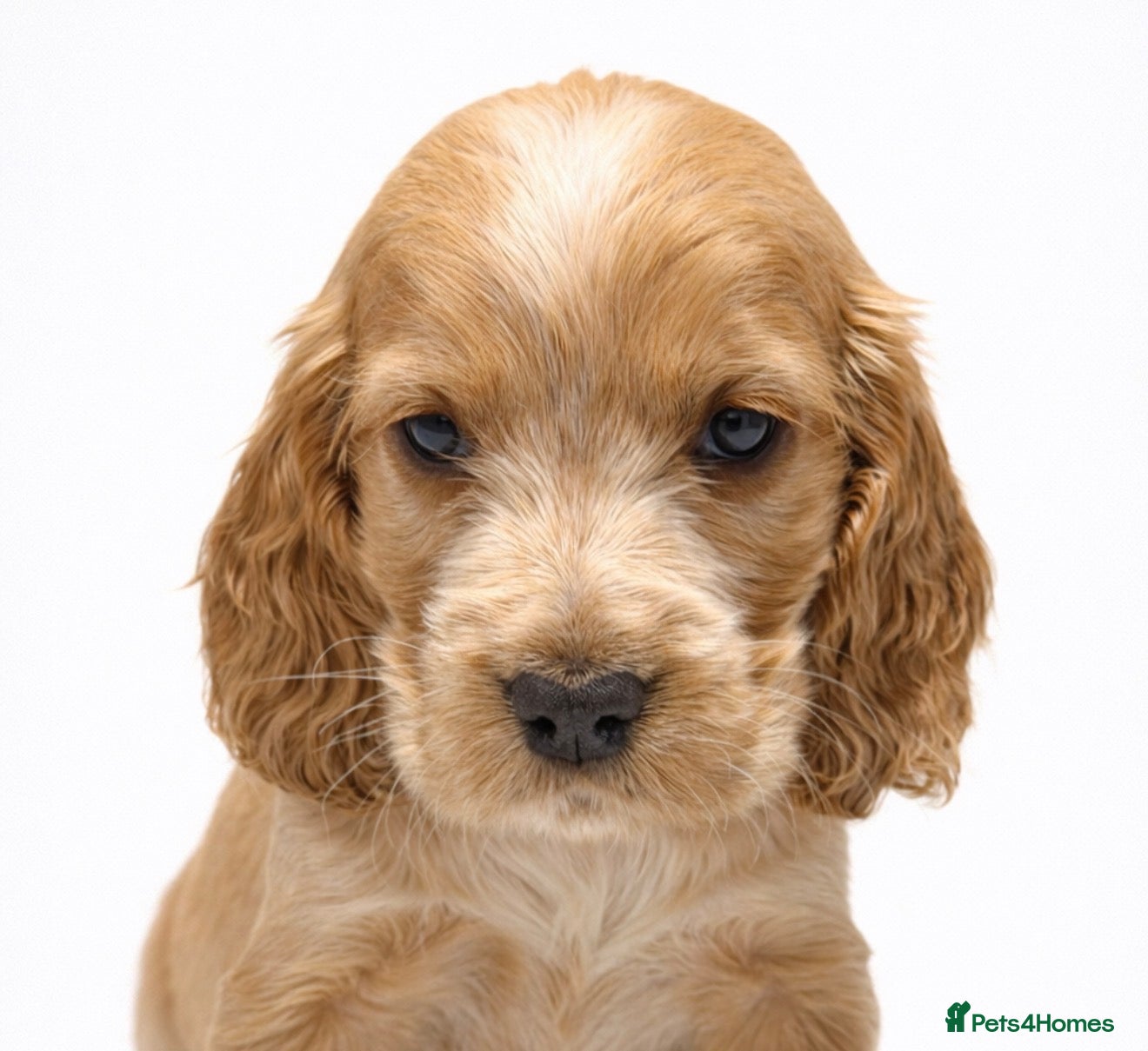 Cocker Spaniel dogs ❤️ FULLY DNA CLEAR KC SHOW COCKER SPANIELS ❤️ - Advert 2