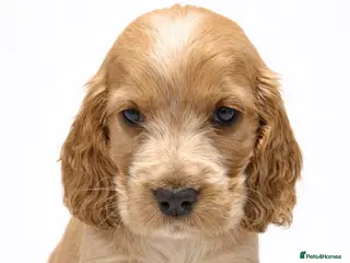 Cocker Spaniel dogs ❤️ FULLY DNA CLEAR KC SHOW COCKER SPANIELS ❤️ - Advert 2