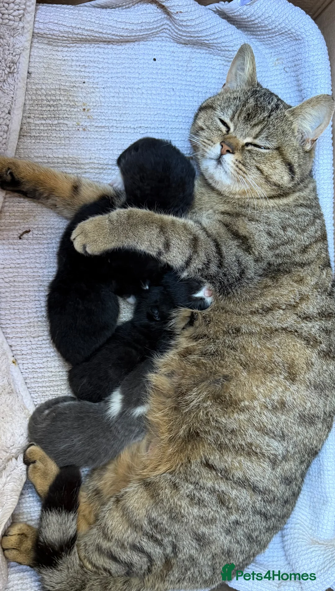 Domestic Shorthair cats for sale: British shorthair crossbreed - Advert 19