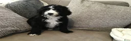 Bernedoodle dogs for sale: AMAZING BERNEDOODLE PUPPIES - Advert 21