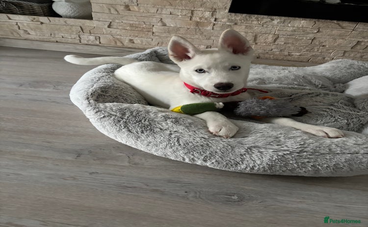 Siberian Husky dogs - Advert 1